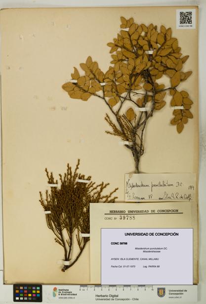 Misodendrum punctulatum [Espécimen: UDEC:CONC:0039788]