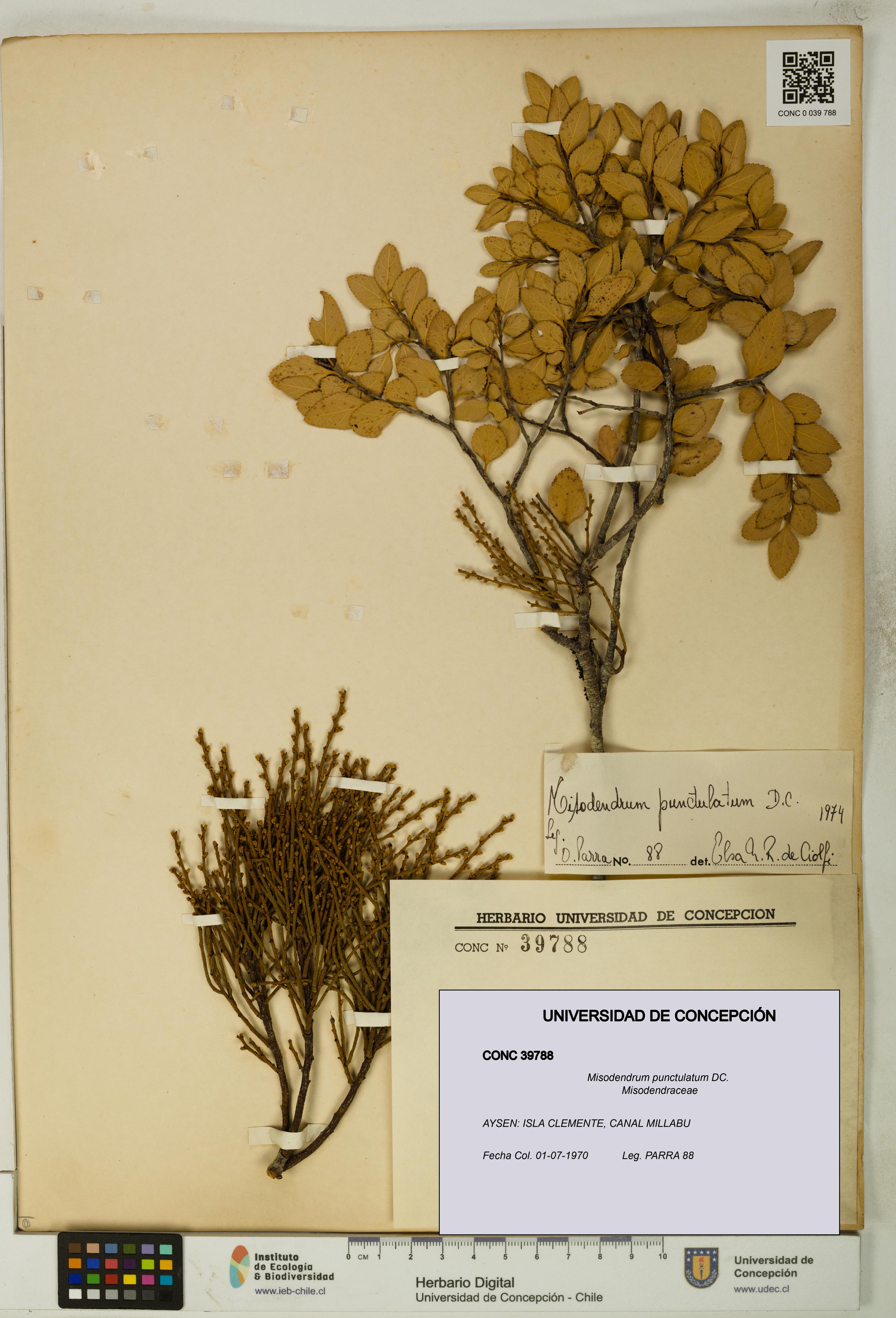 Misodendrum punctulatum [Espécimen: UDEC:CONC:0039788]