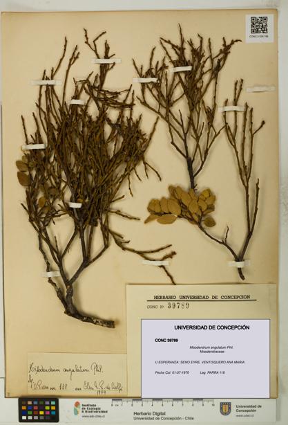 Misodendrum angulatum [Espécimen: UDEC:CONC:0039789]