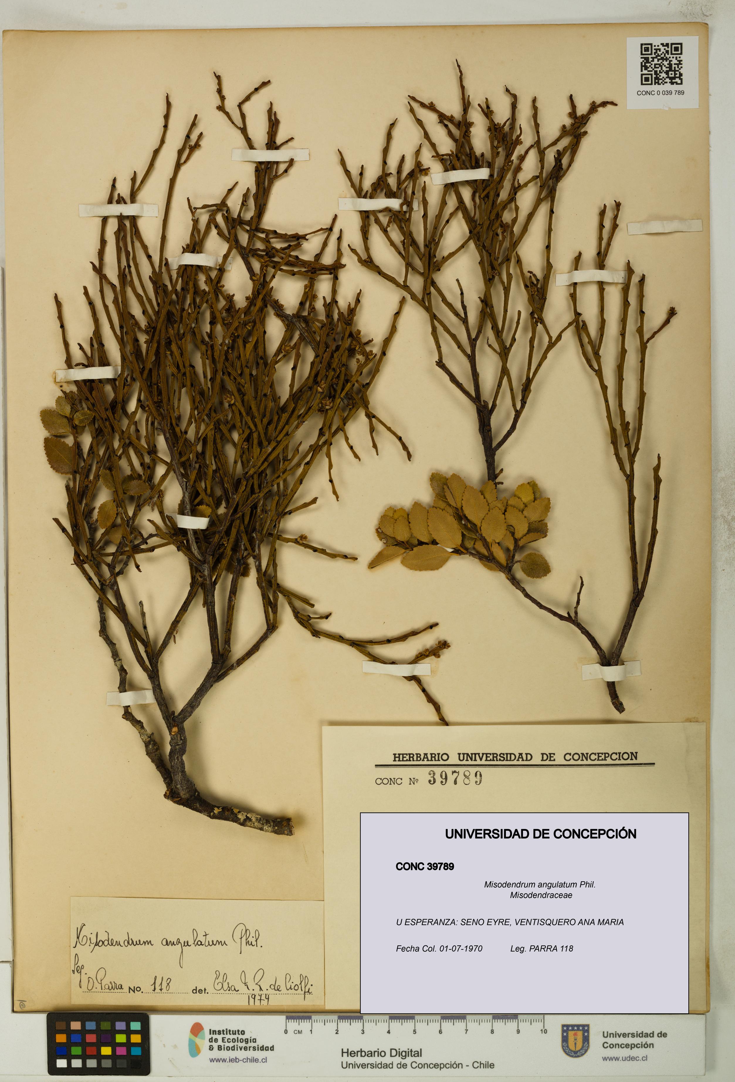 Misodendrum angulatum [Espécimen: UDEC:CONC:0039789]