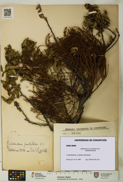 Misodendrum punctulatum [Espécimen: UDEC:CONC:0039790]