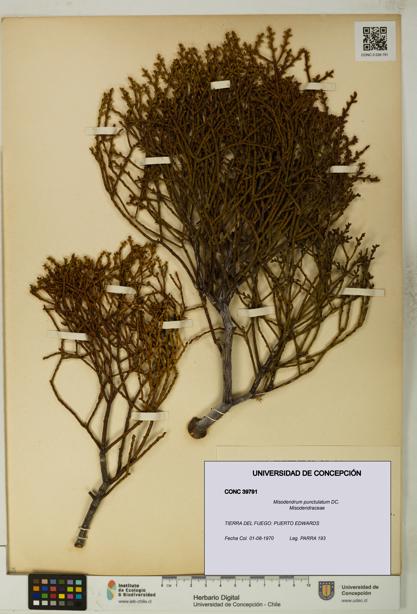 Misodendrum punctulatum [Espécimen: UDEC:CONC:0039791]