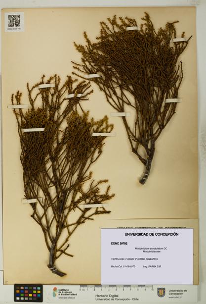 Misodendrum punctulatum [Espécimen: UDEC:CONC:0039792]
