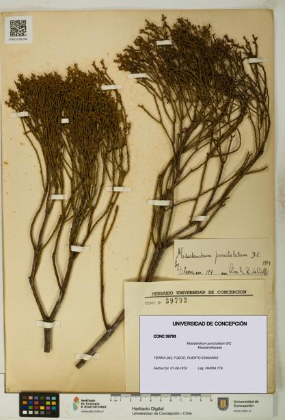 Misodendrum punctulatum [Espécimen: UDEC:CONC:0039793]