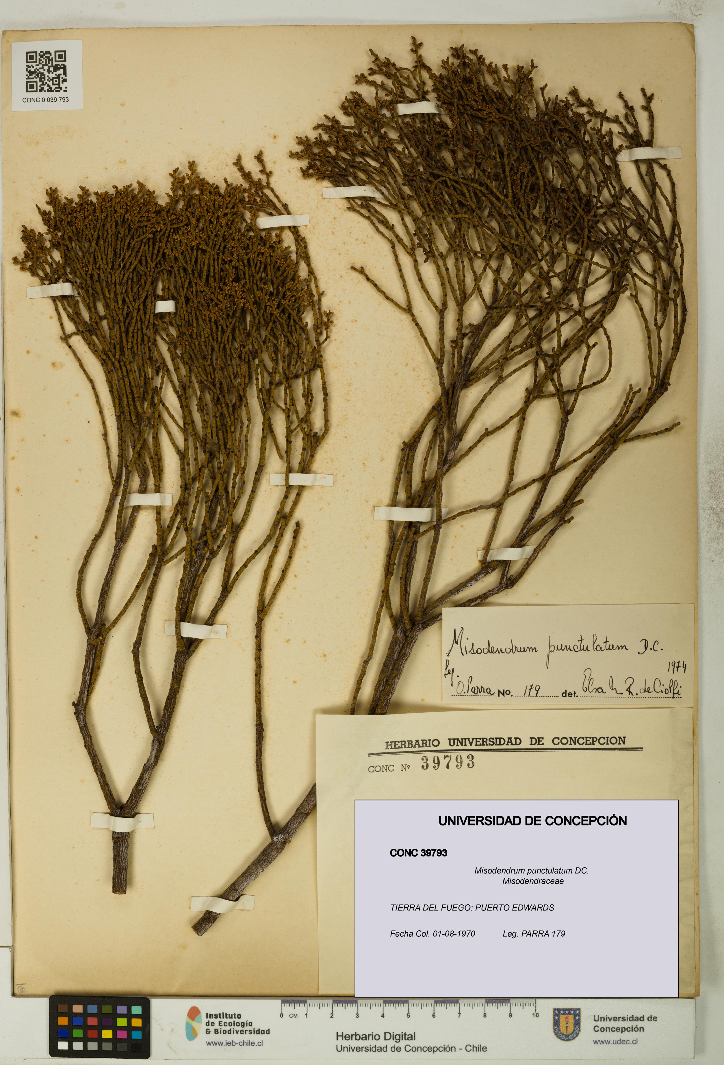 Misodendrum punctulatum [Espécimen: UDEC:CONC:0039793]