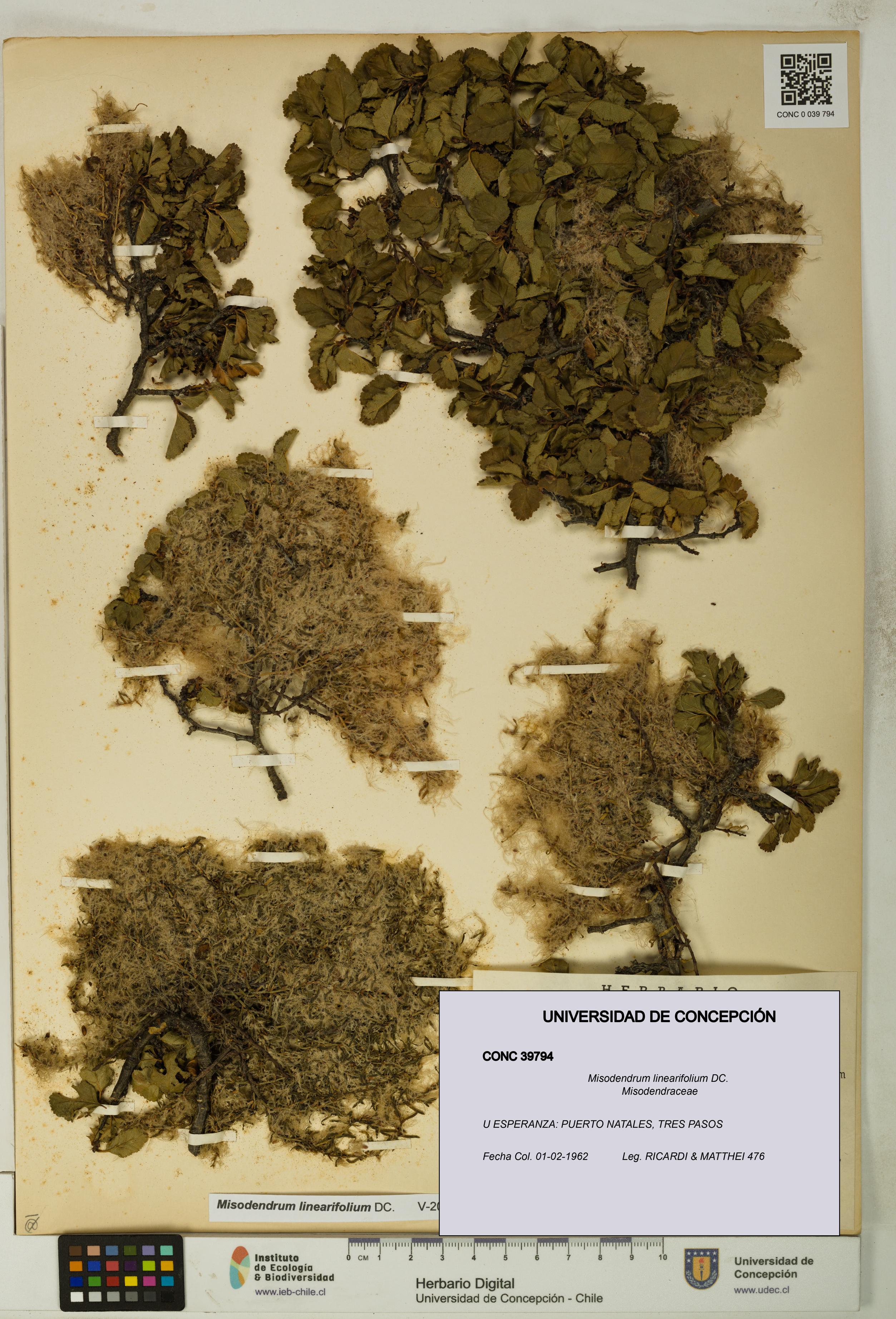 Misodendrum linearifolium [Espécimen: UDEC:CONC:0039794]