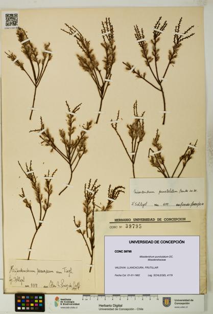 Misodendrum punctulatum [Espécimen: UDEC:CONC:0039795]