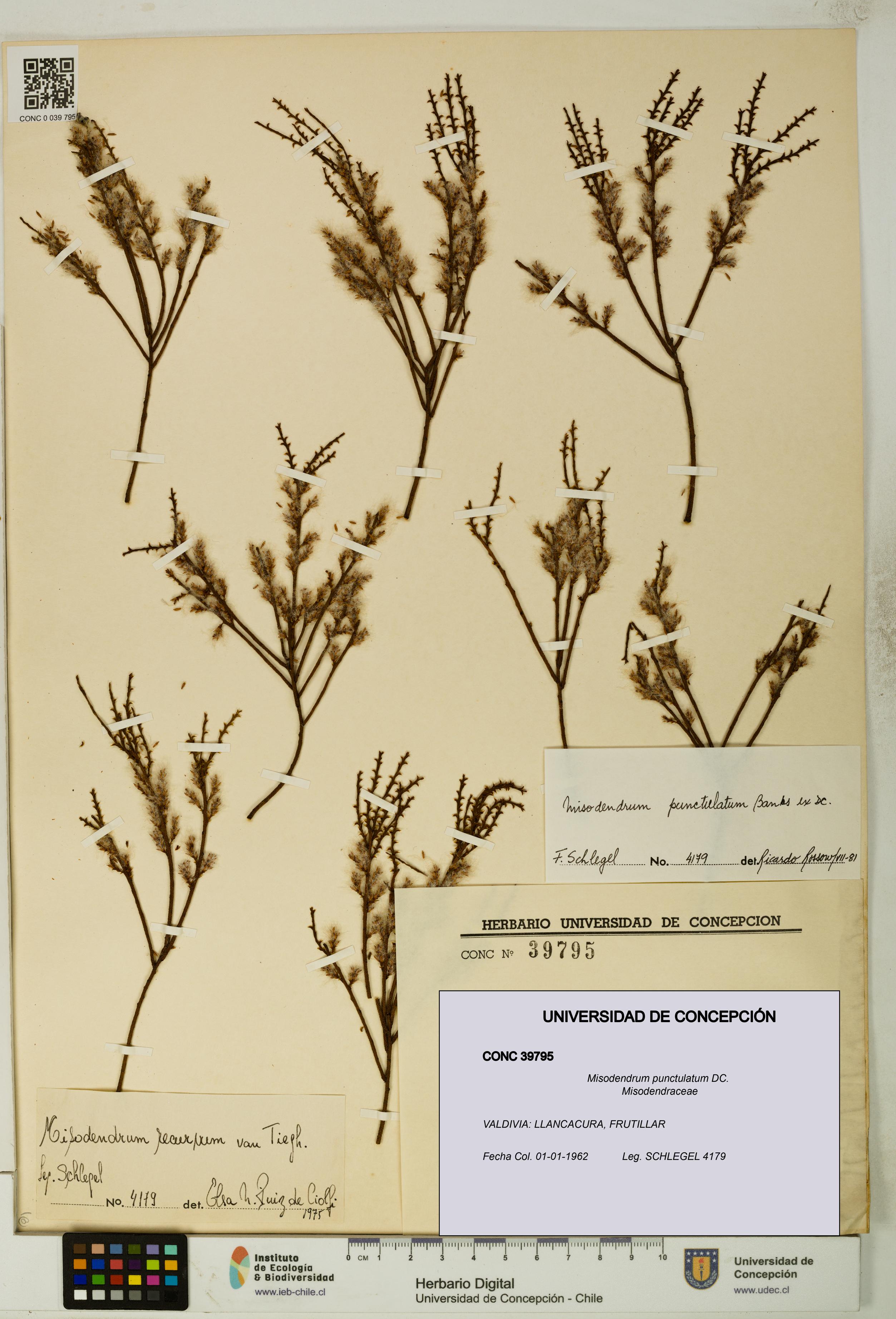 Misodendrum punctulatum [Espécimen: UDEC:CONC:0039795]