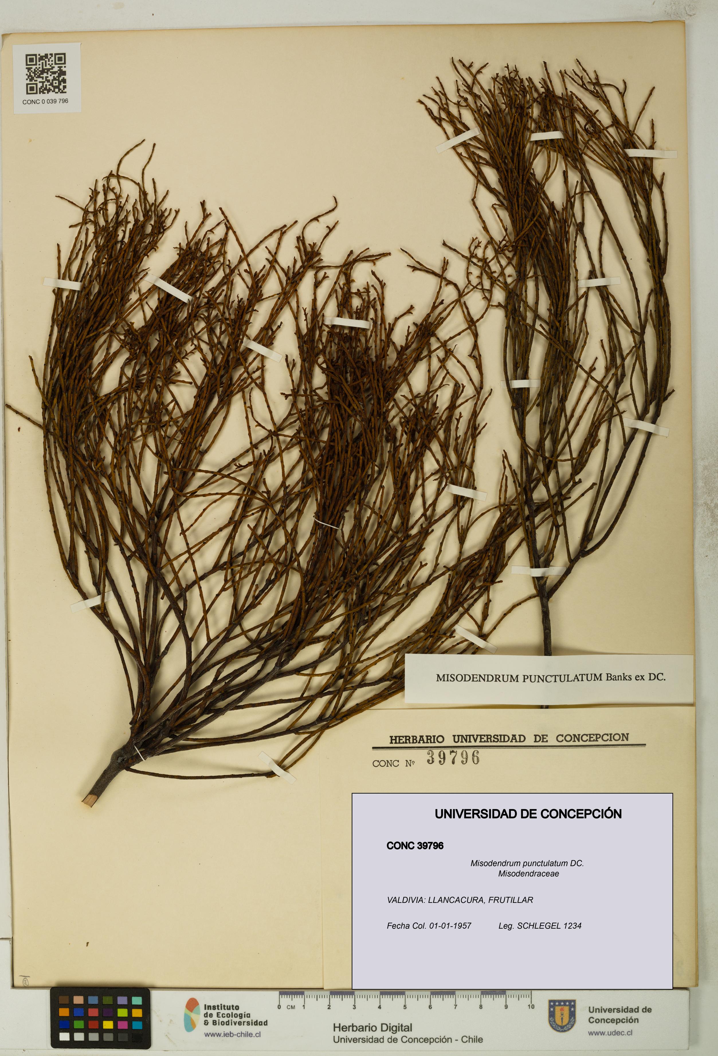 Misodendrum punctulatum [Espécimen: UDEC:CONC:0039796]