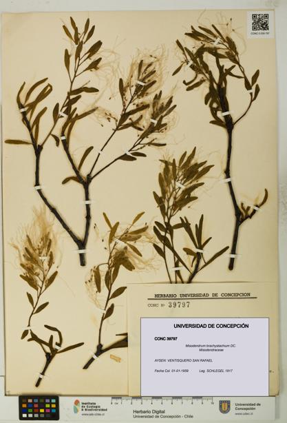 Misodendrum brachystachium [Espécimen: UDEC:CONC:0039797]