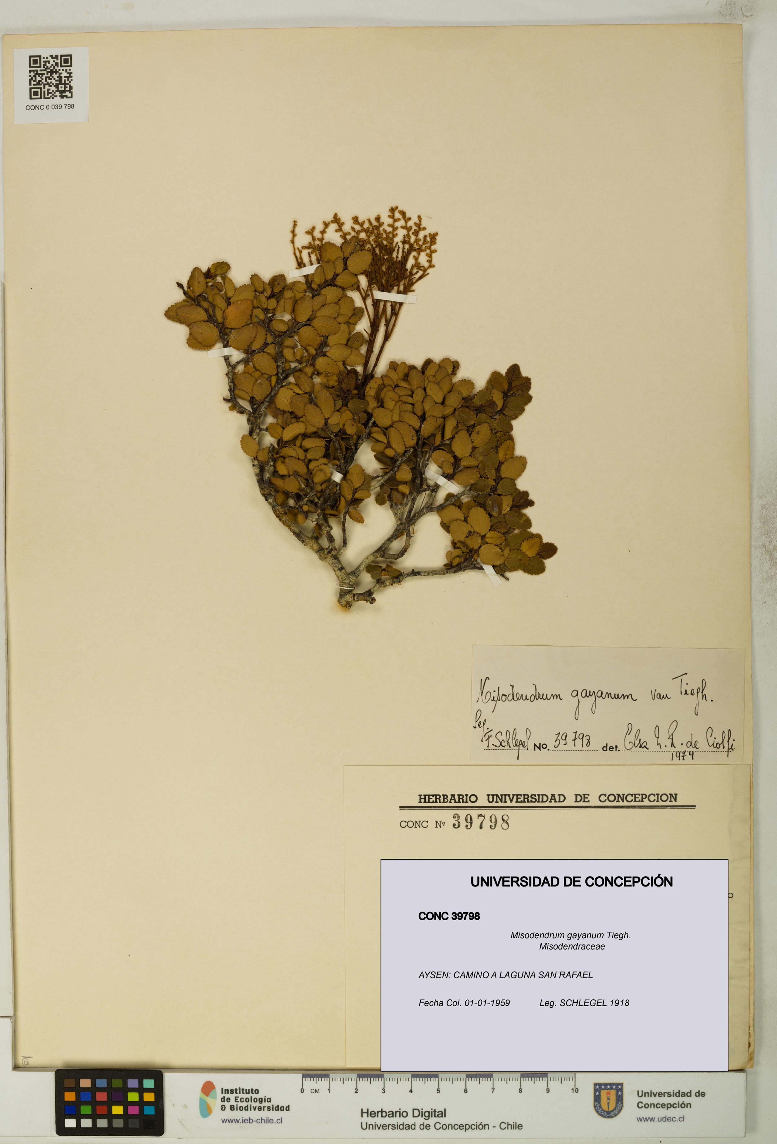 Misodendrum gayanum [Espécimen: UDEC:CONC:0039798]