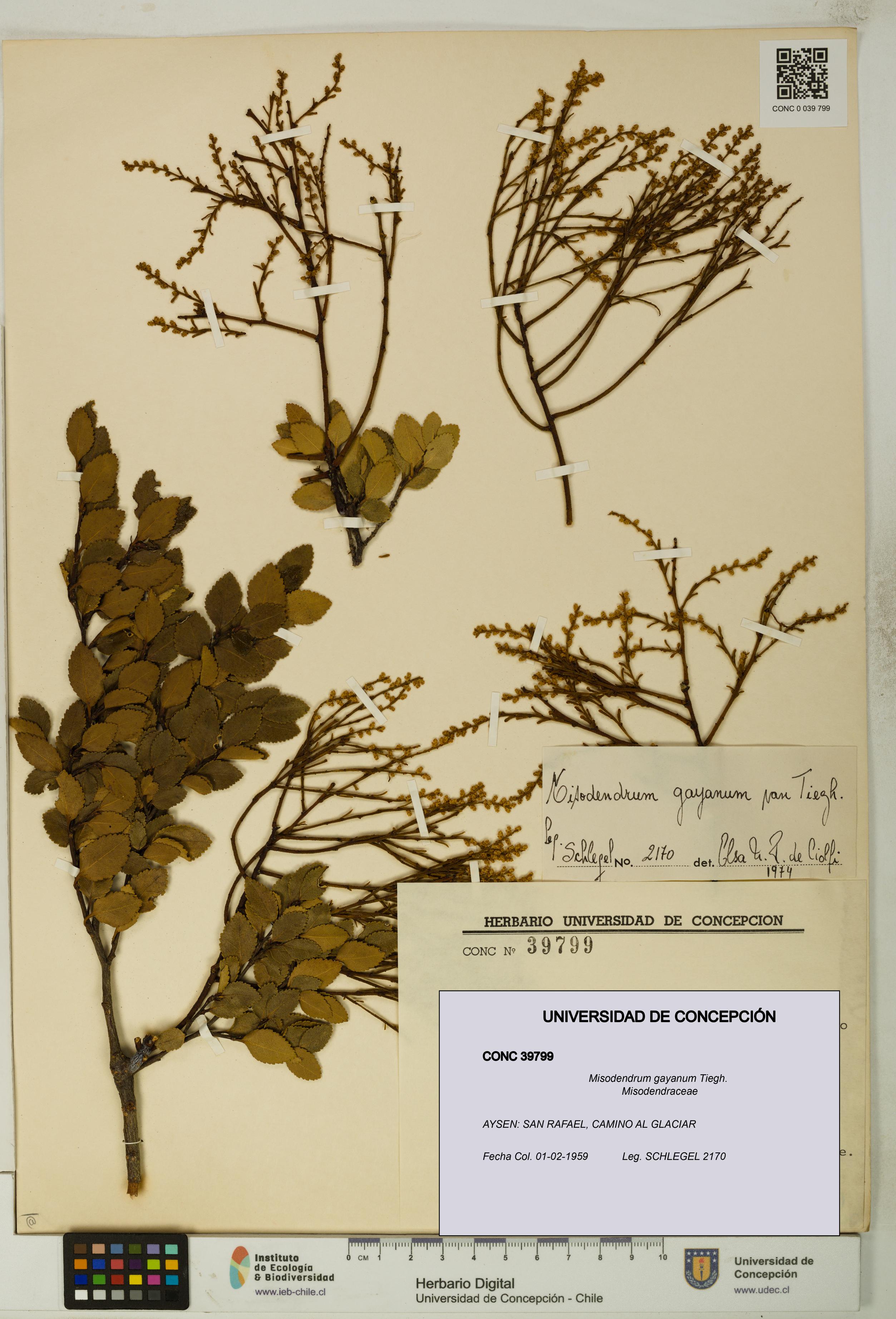 Misodendrum gayanum [Espécimen: UDEC:CONC:0039799]