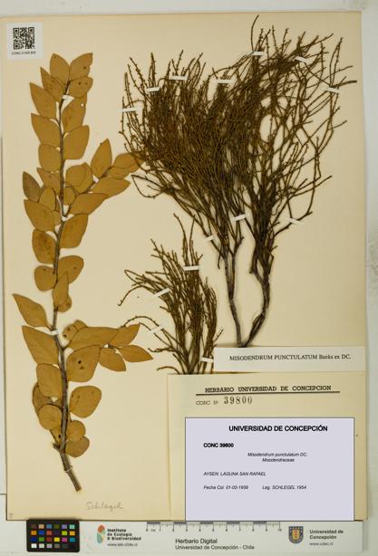 Misodendrum punctulatum [Espécimen: UDEC:CONC:0039800]