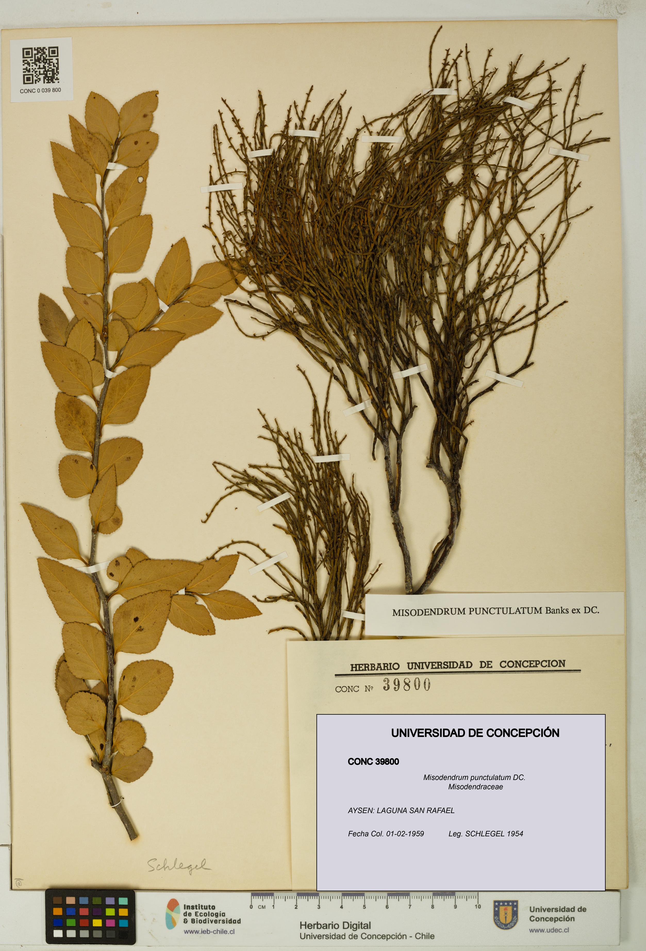 Misodendrum punctulatum [Espécimen: UDEC:CONC:0039800]