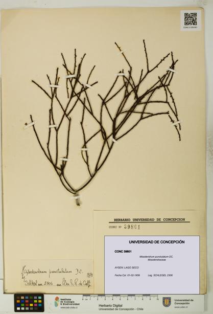 Misodendrum punctulatum [Espécimen: UDEC:CONC:0039801]
