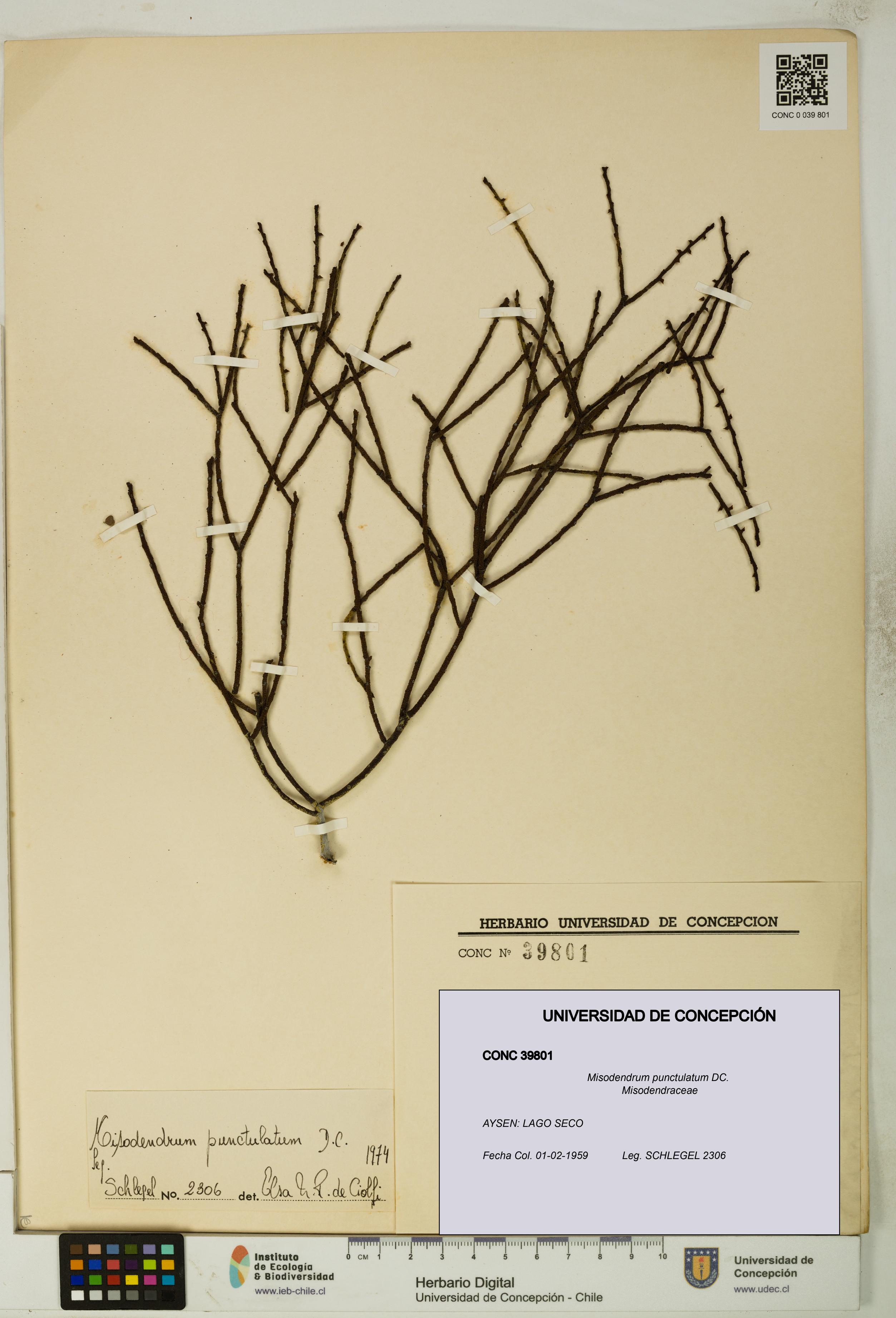 Misodendrum punctulatum [Espécimen: UDEC:CONC:0039801]