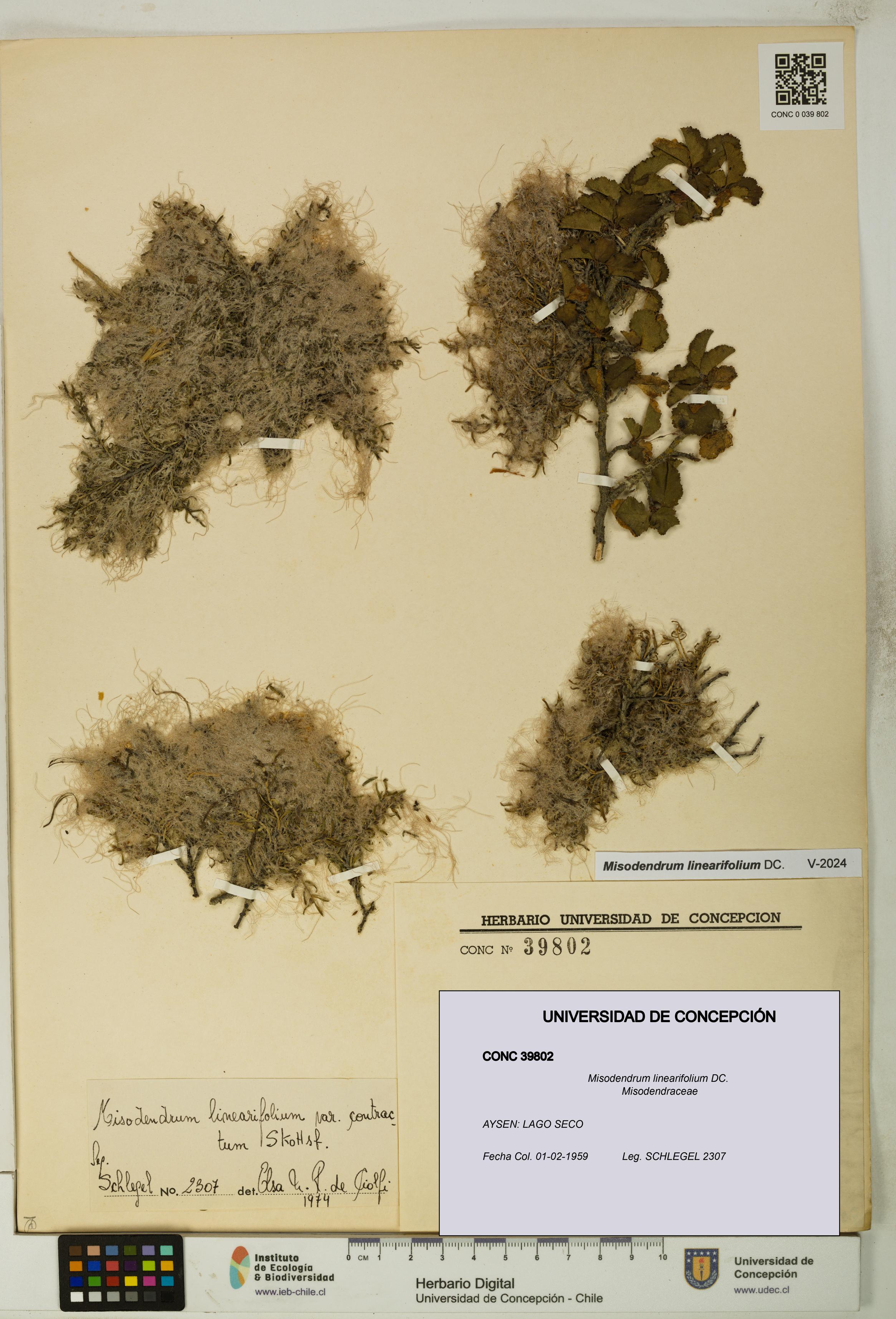 Misodendrum linearifolium [Espécimen: UDEC:CONC:0039802]