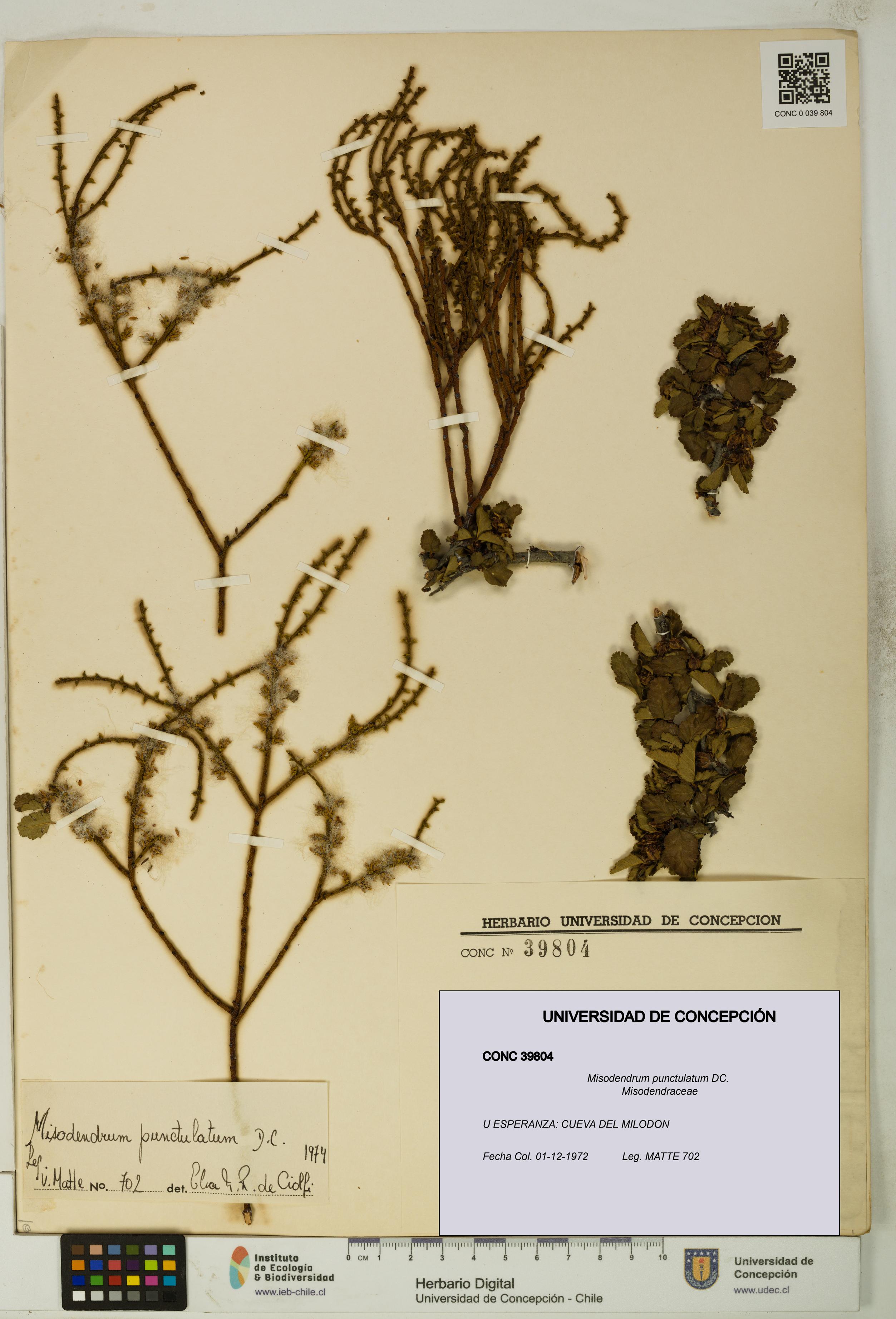 Misodendrum punctulatum [Espécimen: UDEC:CONC:0039804]