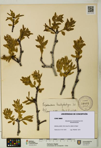Misodendrum brachystachium [Espécimen: UDEC:CONC:0039805]