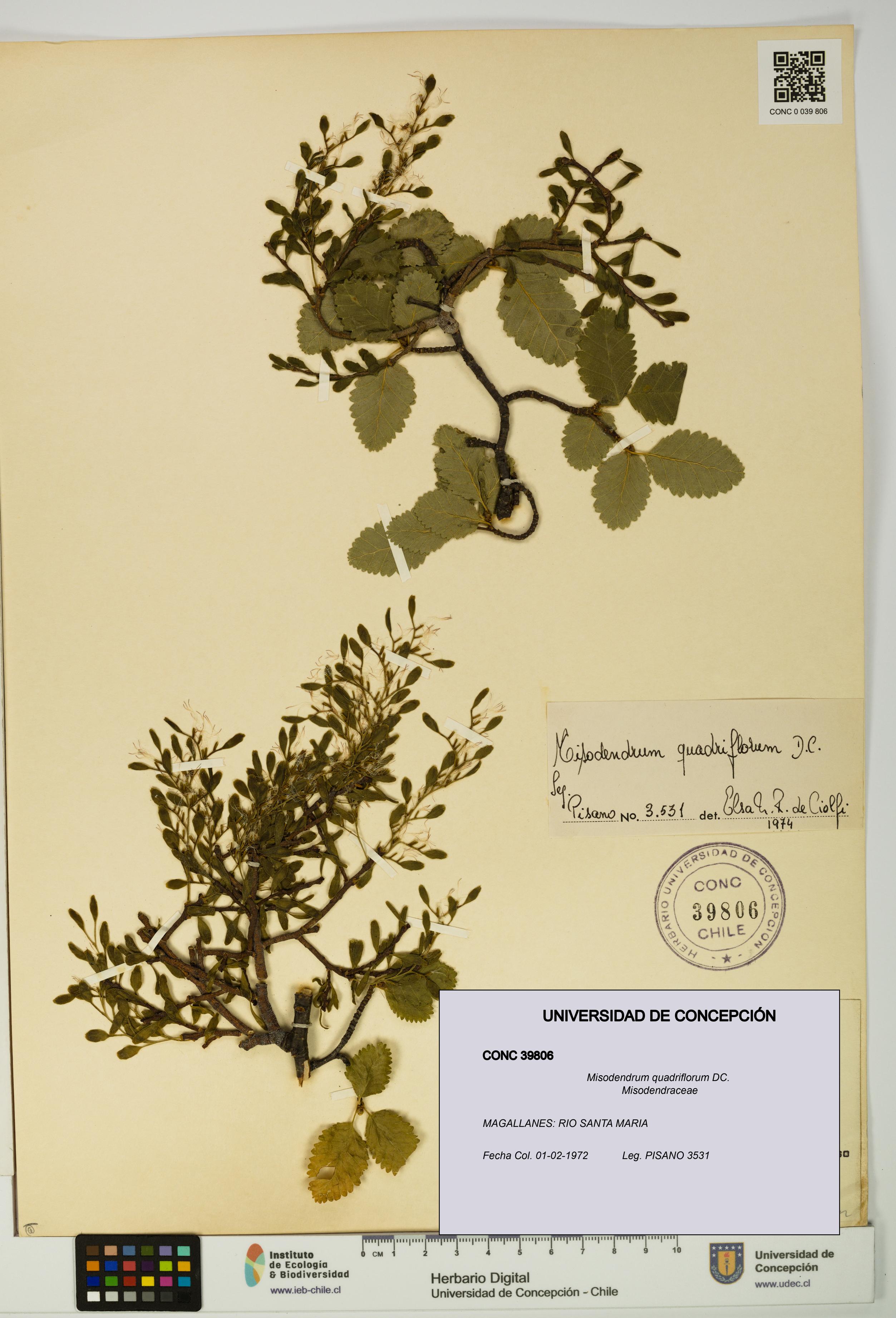 Misodendrum quadriflorum [Espécimen: UDEC:CONC:0039806]