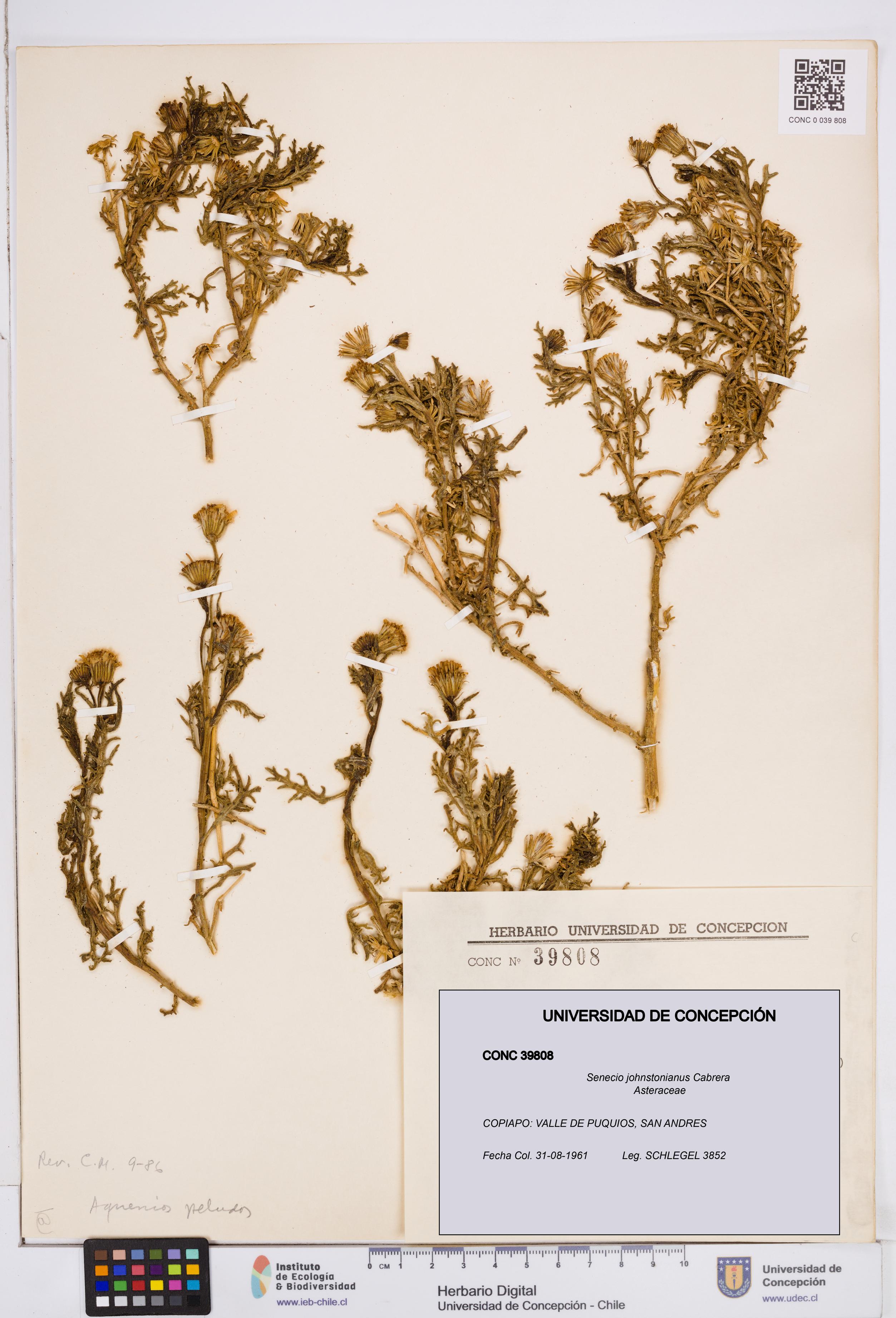 Senecio johnstonianus [Espécimen: ]