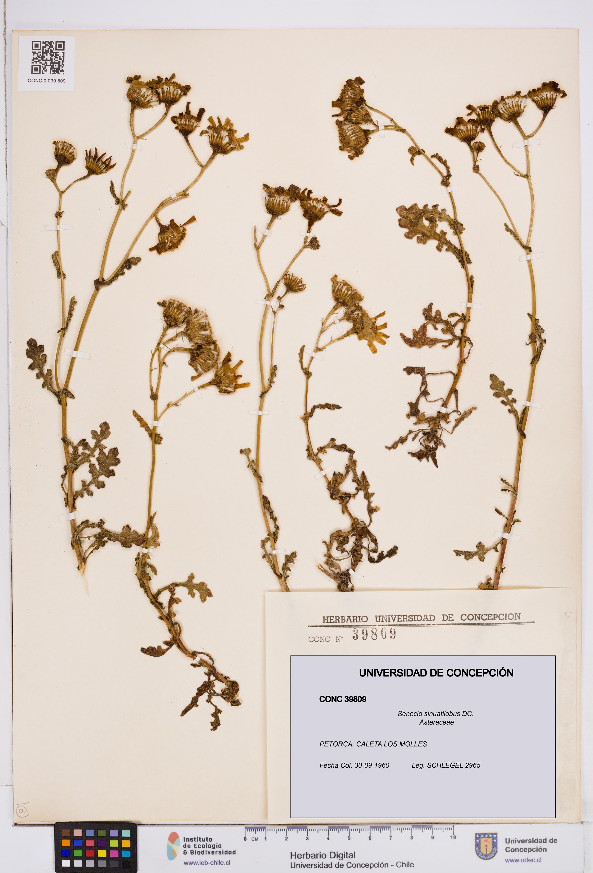 Senecio sinuatilobus [Espécimen: ]