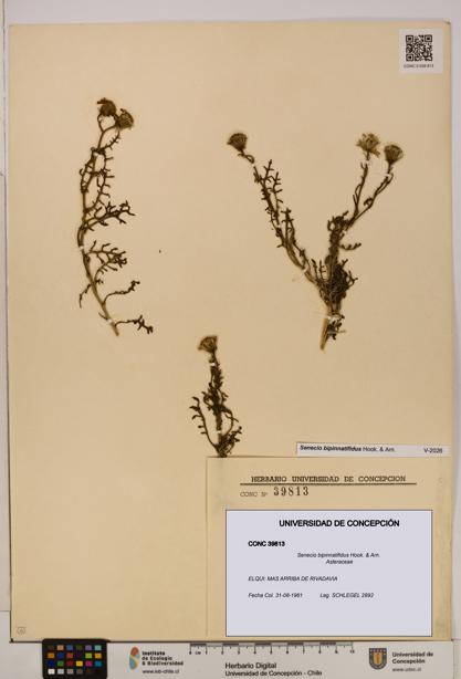 Senecio bipinnatifidus [Espécimen: UDEC:CONC:0039813]