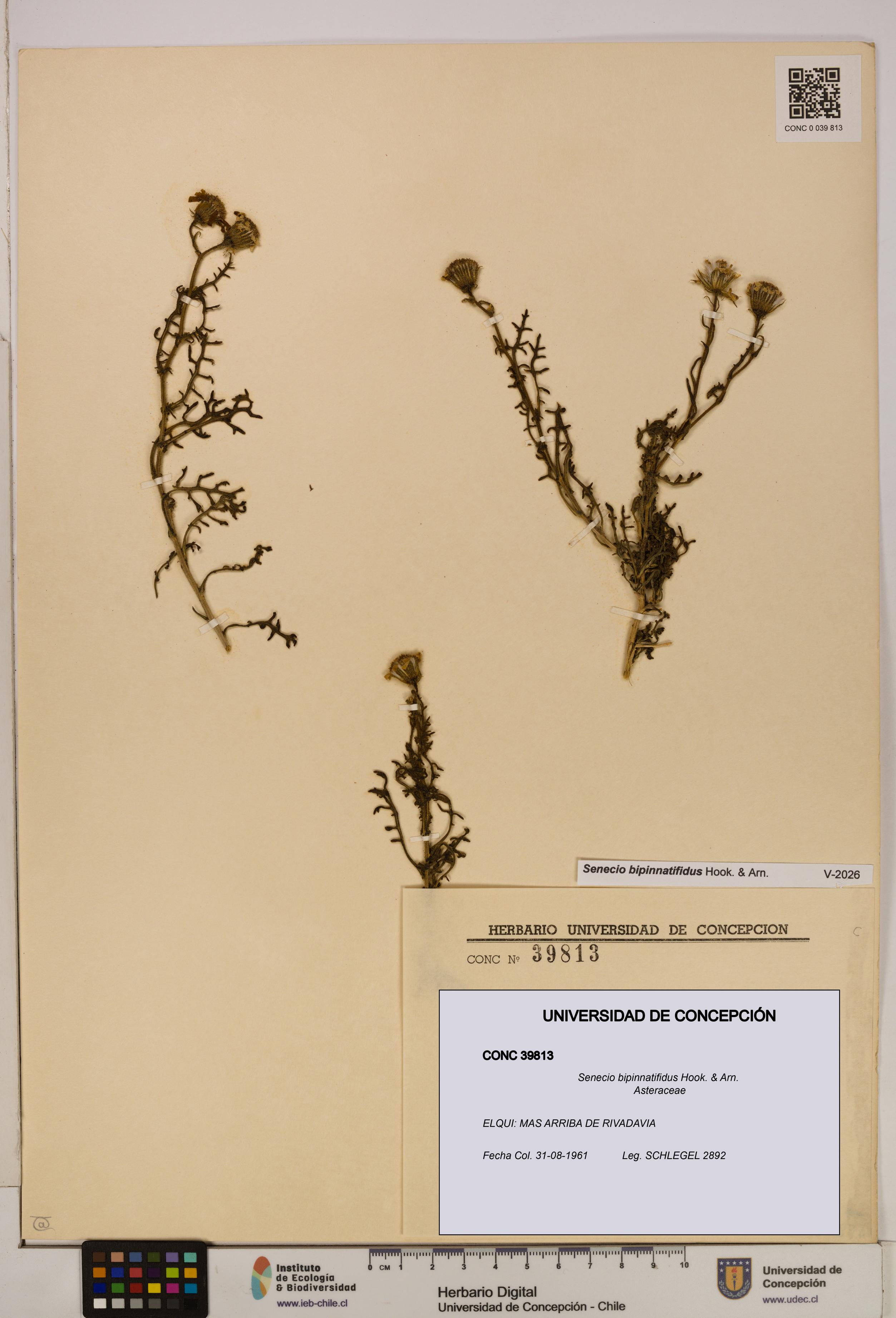 Senecio bipinnatifidus [Espécimen: UDEC:CONC:0039813]