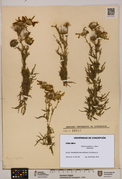 Senecio aristianus [Espécimen: UDEC:CONC:0039814]