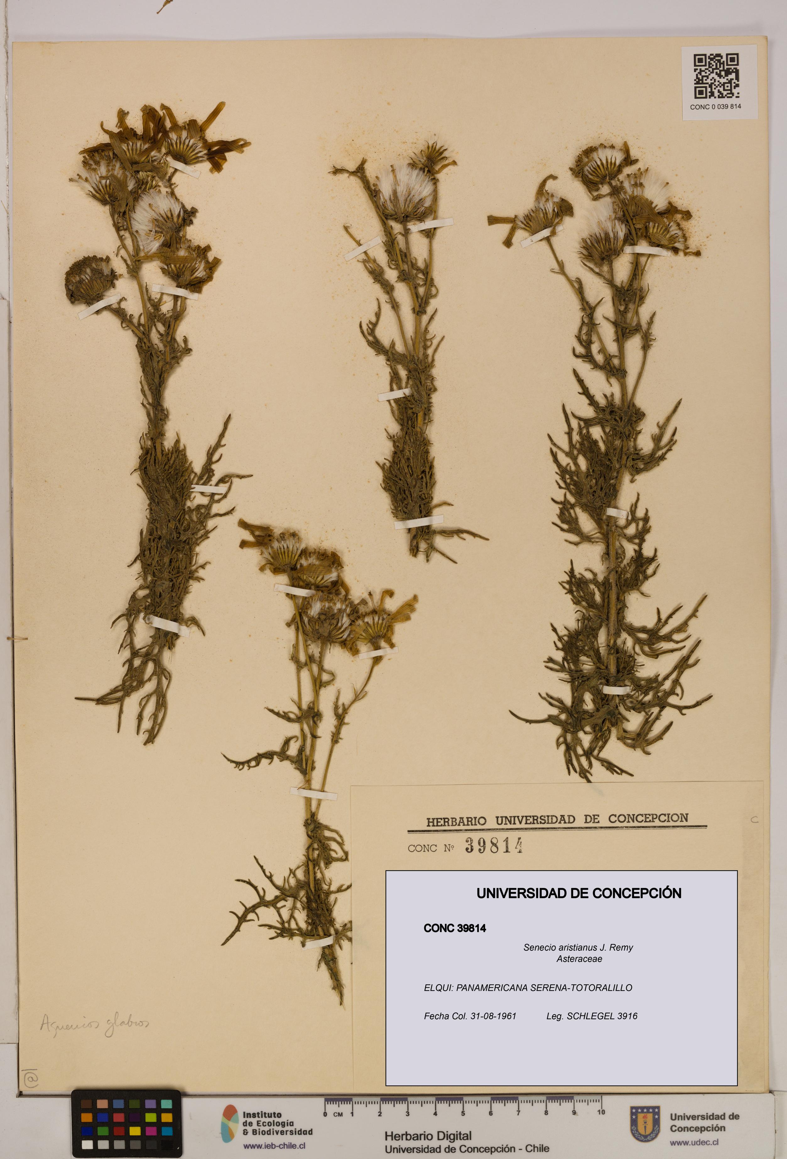 Senecio aristianus [Espécimen: UDEC:CONC:0039814]