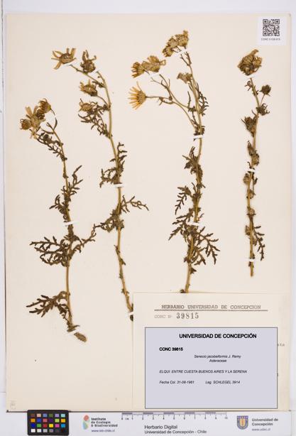 Senecio jacobeiformis [Espécimen: ]