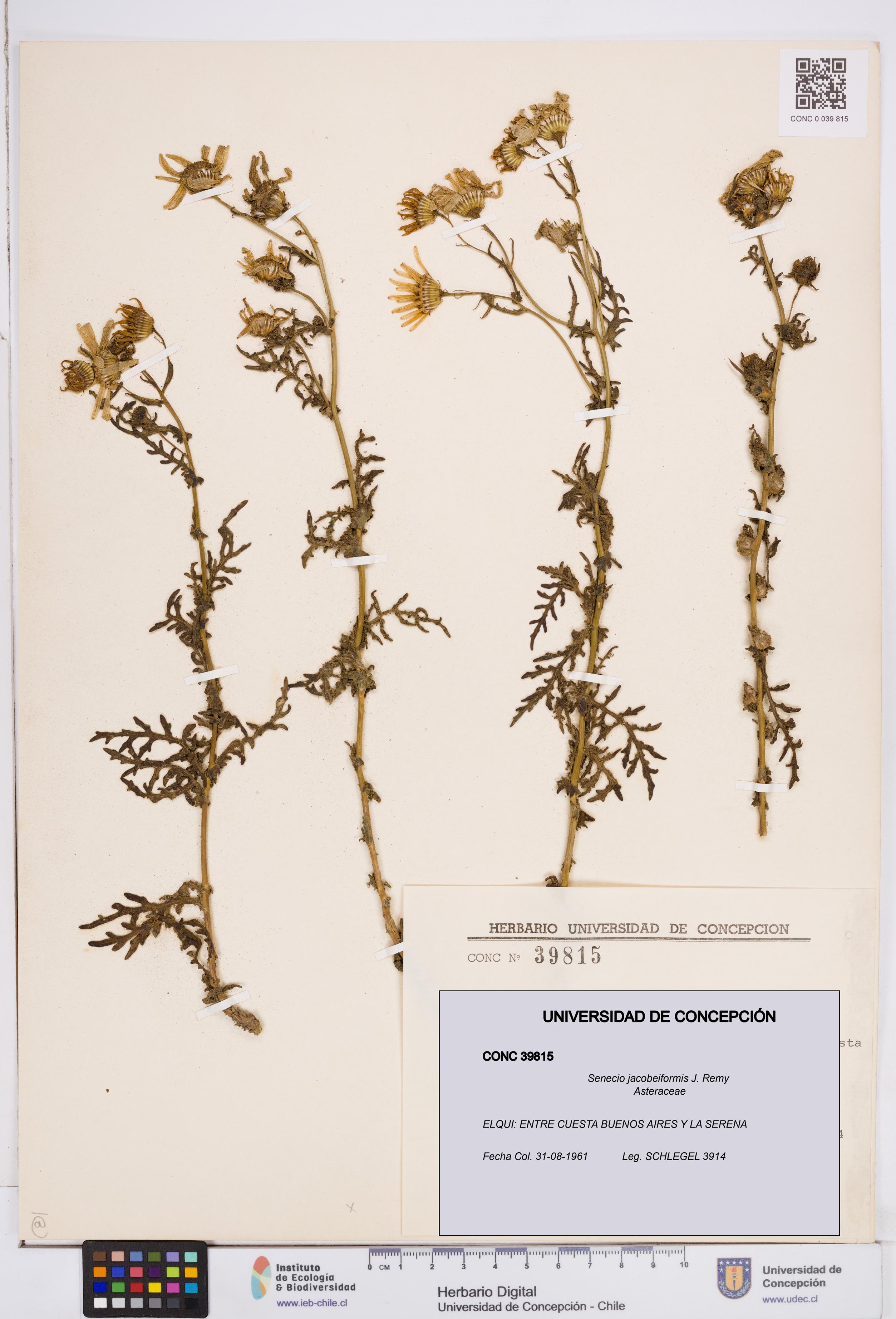 Senecio jacobeiformis [Espécimen: ]
