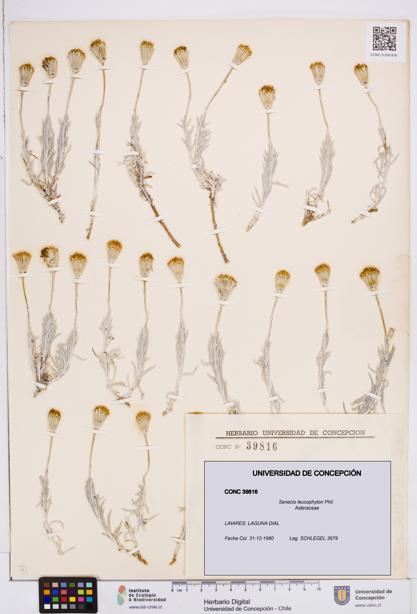 Senecio leucophyton [Espécimen: ]