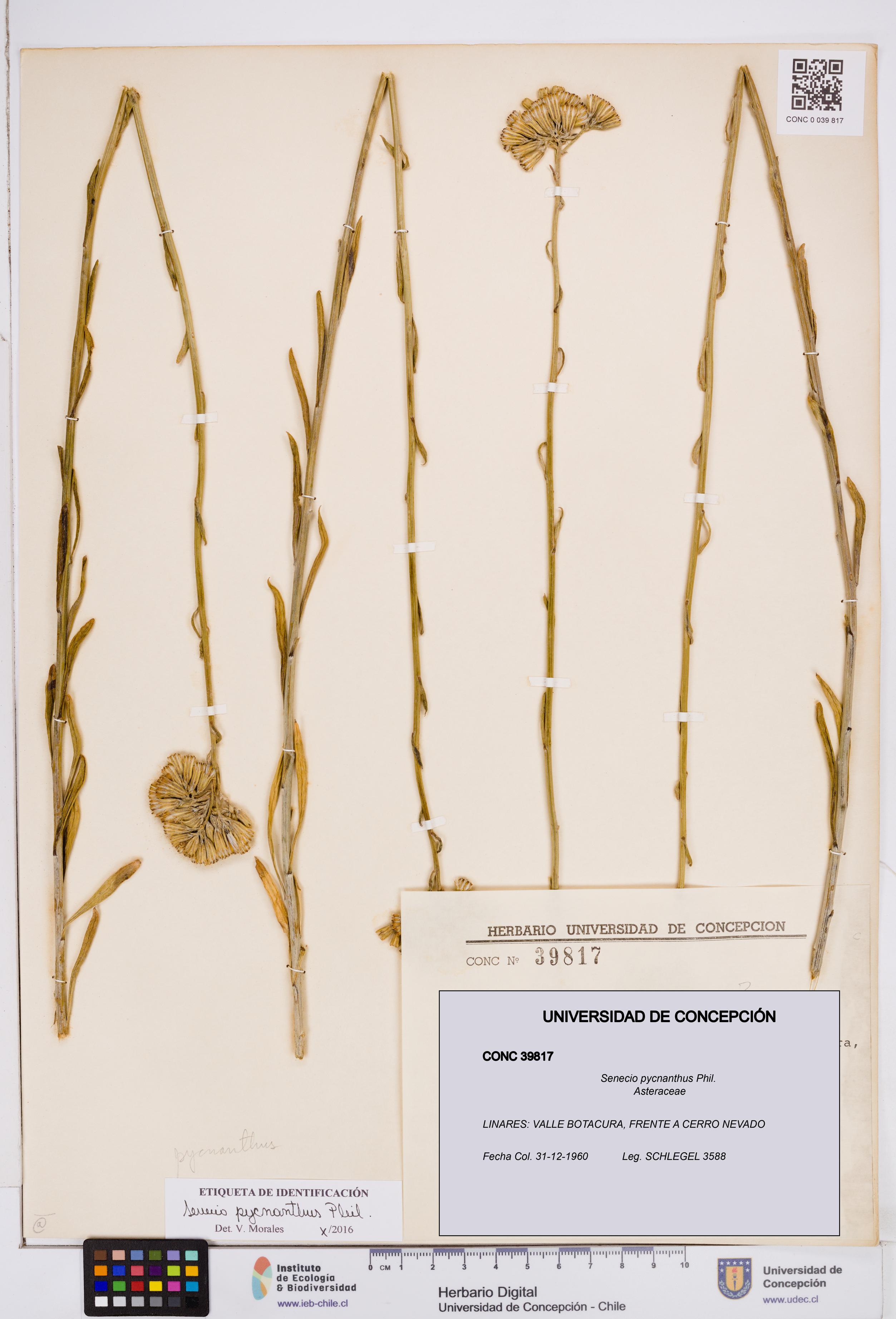 Senecio pycnanthus [Espécimen: ]