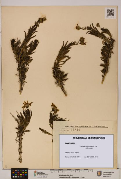 Senecio coquimbensis [Espécimen: UDEC:CONC:0039820]
