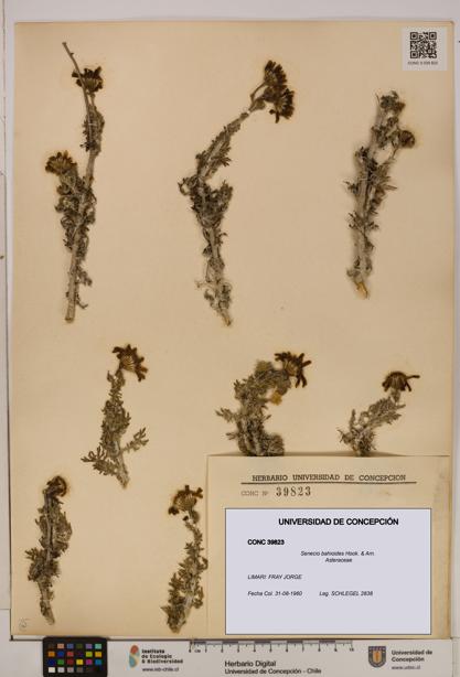 Senecio bahioides [Espécimen: UDEC:CONC:0039823]