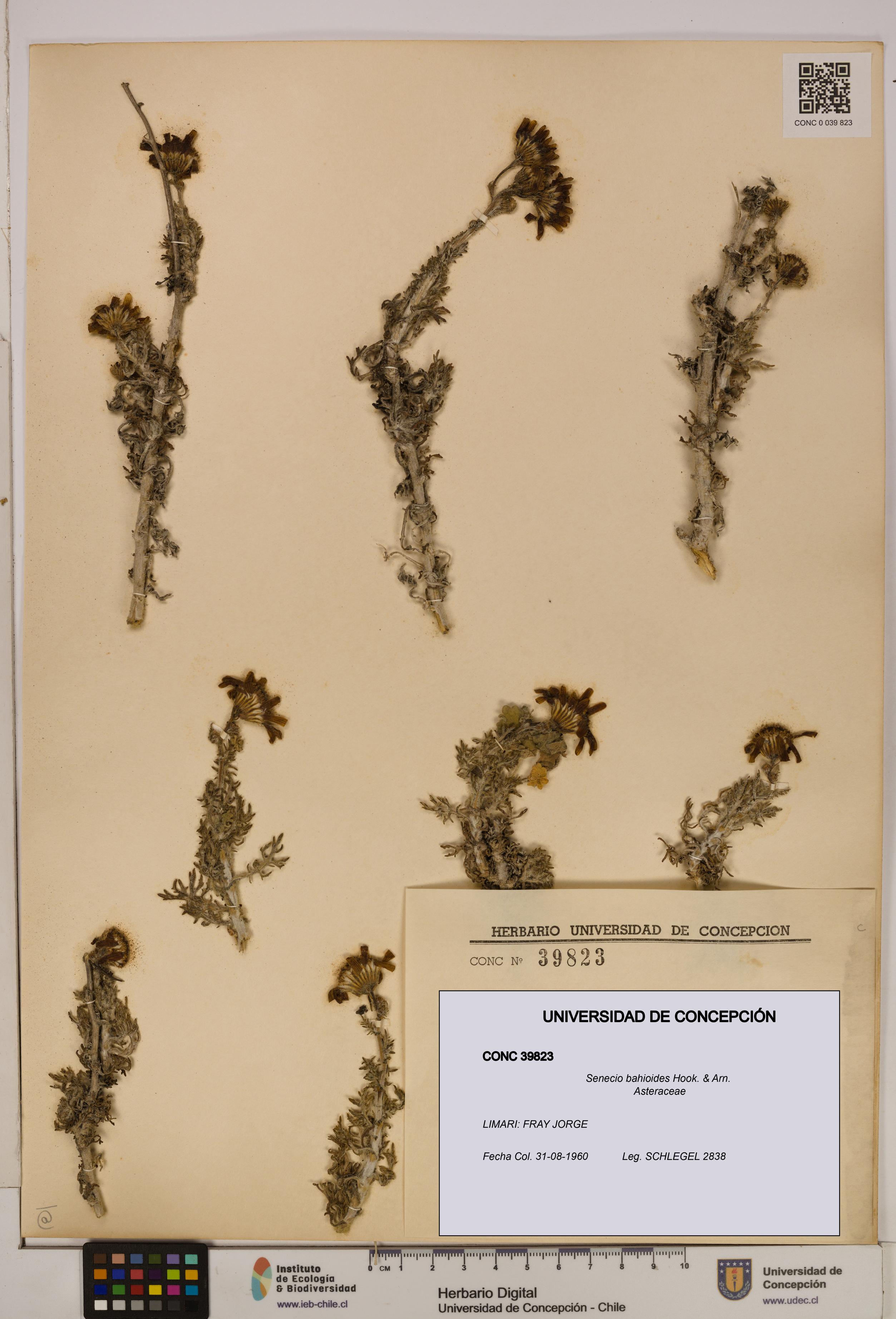 Senecio bahioides [Espécimen: UDEC:CONC:0039823]