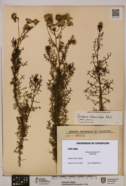 Senecio almeidae [Espécimen: UDEC:CONC:0039824]