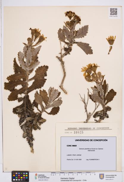 Senecio planiflorus [Espécimen: ]