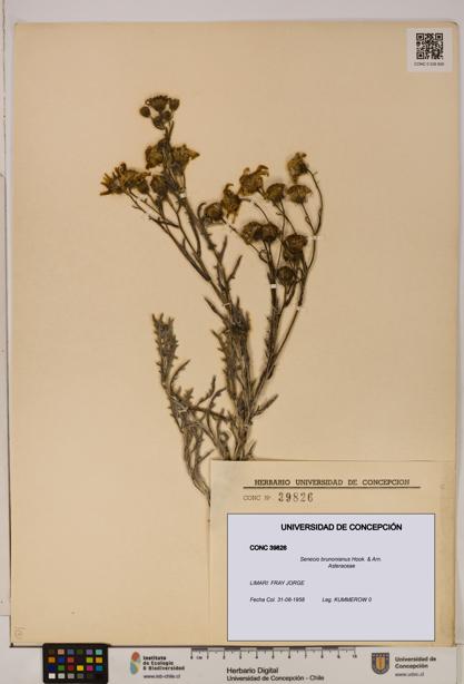 Senecio brunonianus [Espécimen: UDEC:CONC:0039826]