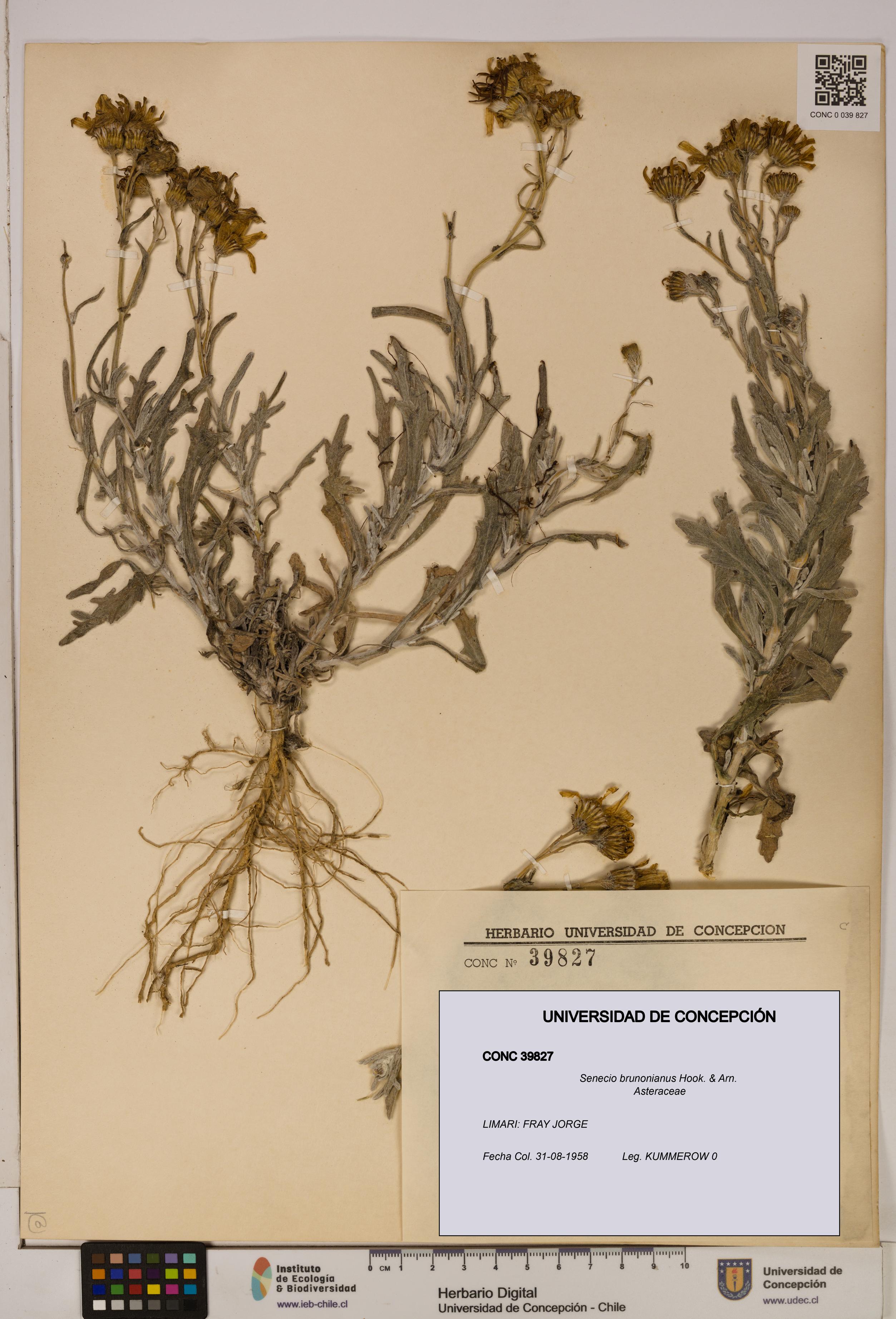 Senecio brunonianus [Espécimen: UDEC:CONC:0039827]