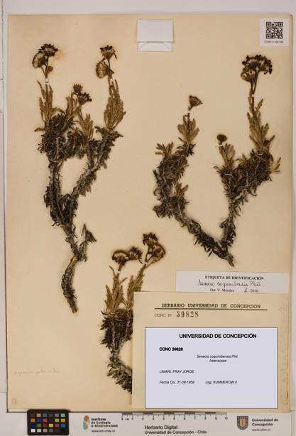Senecio coquimbensis [Espécimen: UDEC:CONC:0039828]