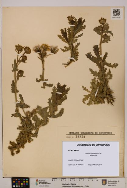 Senecio adenotrichius [Espécimen: UDEC:CONC:0039829]