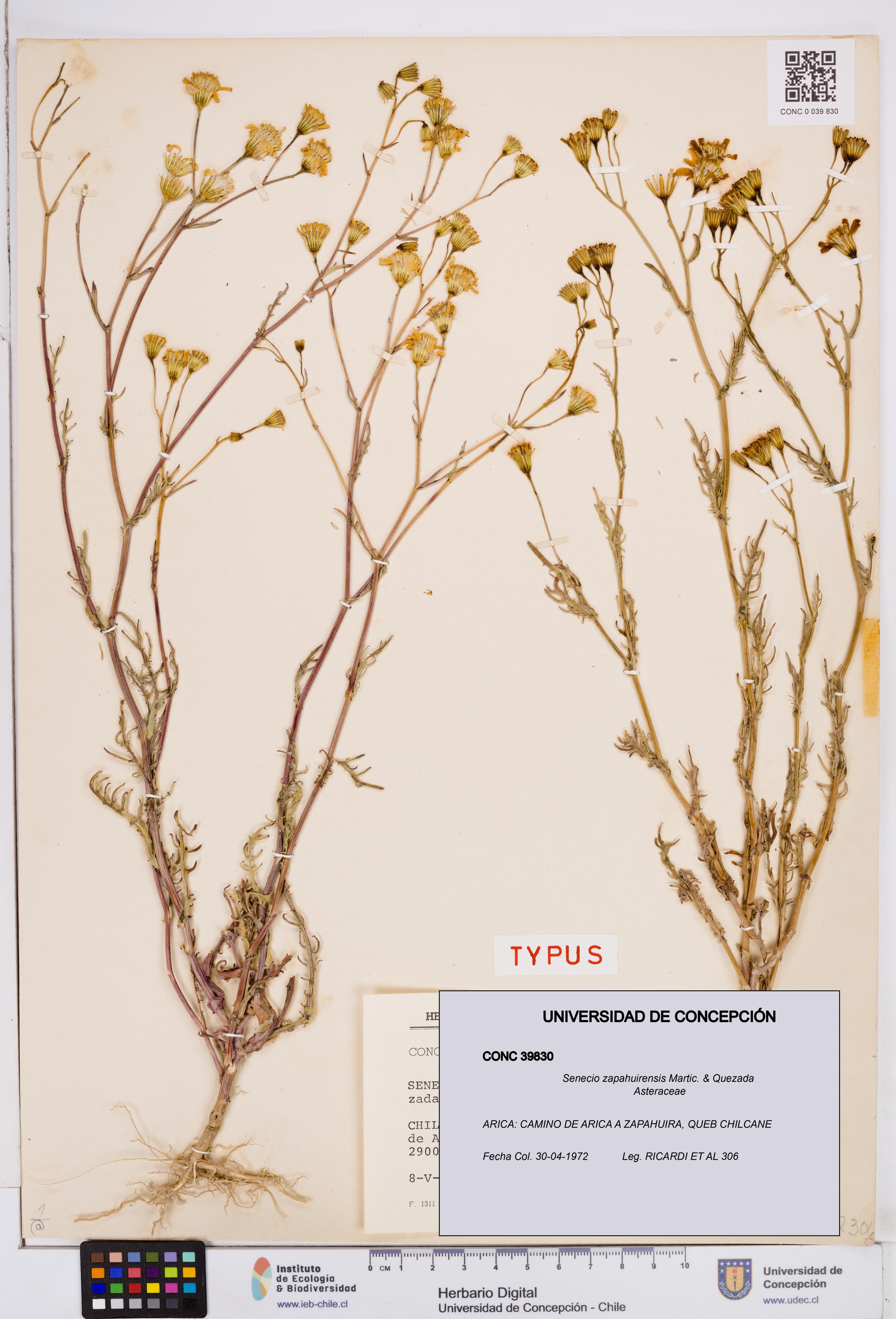 Senecio zapahuirensis [Espécimen: ]