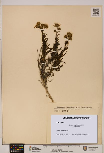 Senecio coquimbensis [Espécimen: UDEC:CONC:0039831]