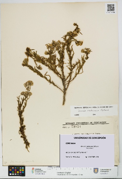 Senecio reicheanus [Espécimen: UDEC:CONC:0039834]
