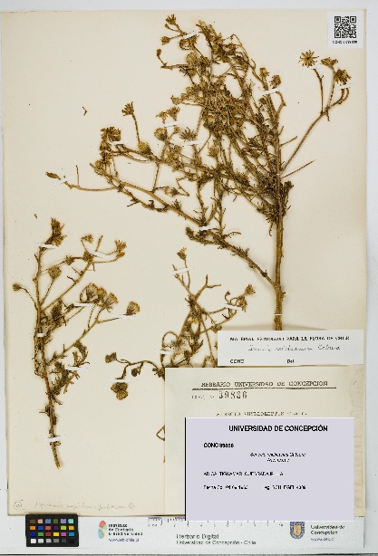Senecio reicheanus [Espécimen: UDEC:CONC:0039836]
