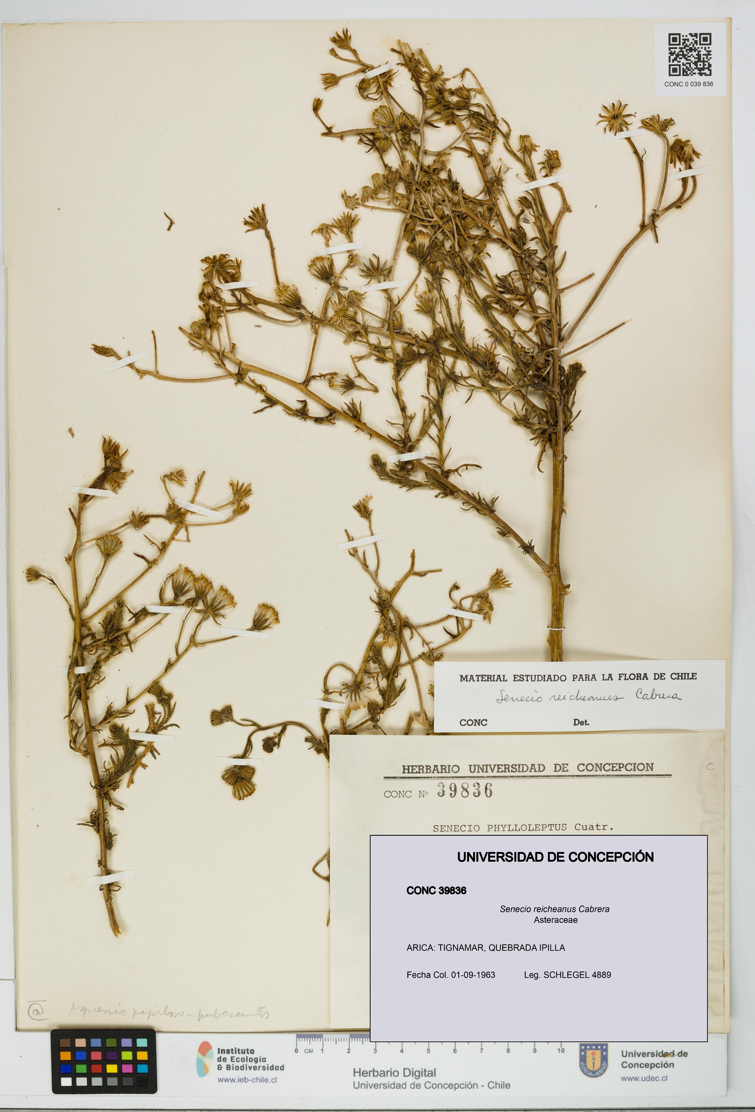 Senecio reicheanus [Espécimen: UDEC:CONC:0039836]