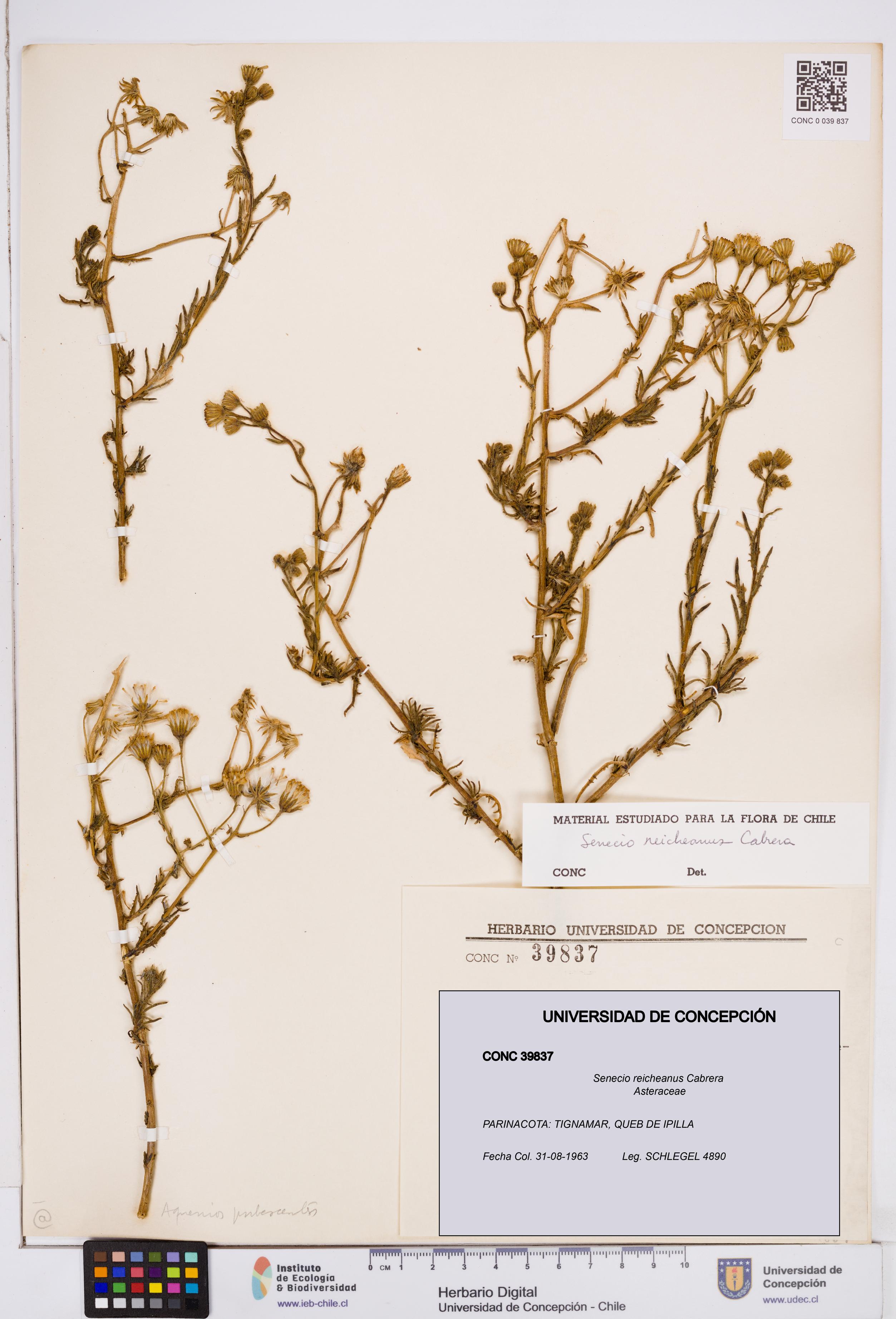 Senecio reicheanus [Espécimen: ]