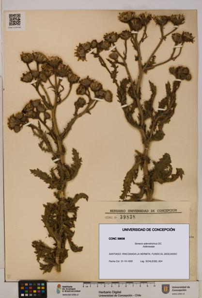 Senecio adenotrichius [Espécimen: UDEC:CONC:0039838]